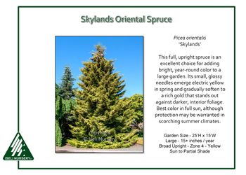 Variegated ‘Skylands’ spruce trees —