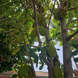 Jack fruit 