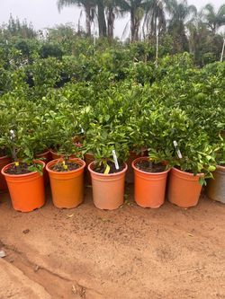 5 Gallon Size- Fruiting Age- Lemon Trees- Lime Trees- Orange Trees - Tangerine Trees- Grapefruit Trees