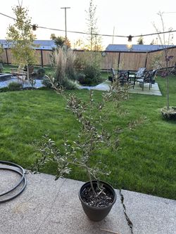Olive Tree