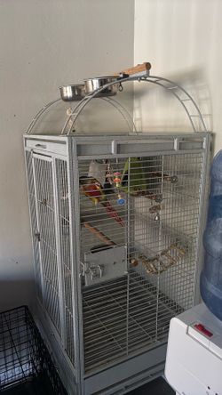 Parrot