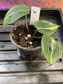 Philodendron Brasil