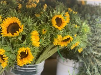 Sunflowers