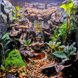 Custom bioactive Mayan themed vivarium/terrarium