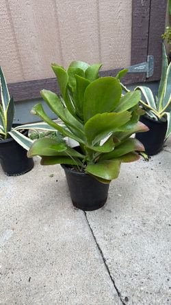 Paddle Plant