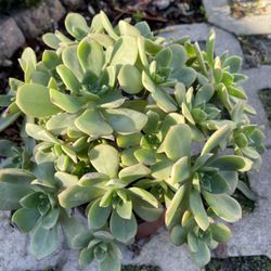 Aeonium 