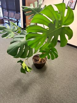 Monstera