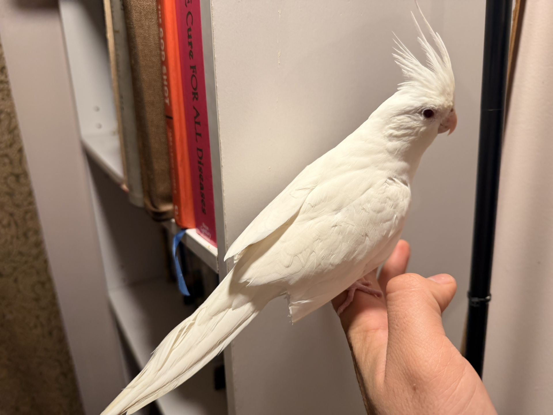 Beautiful Books For Sale