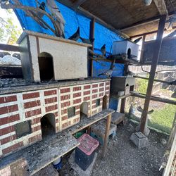 Pigeon Cage 