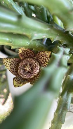 Planta de Estapilla