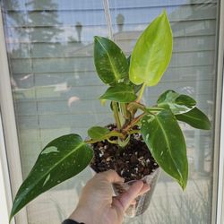 Philodendron White Princess Plant