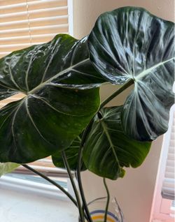 Philodendron Gloriosum Cutting