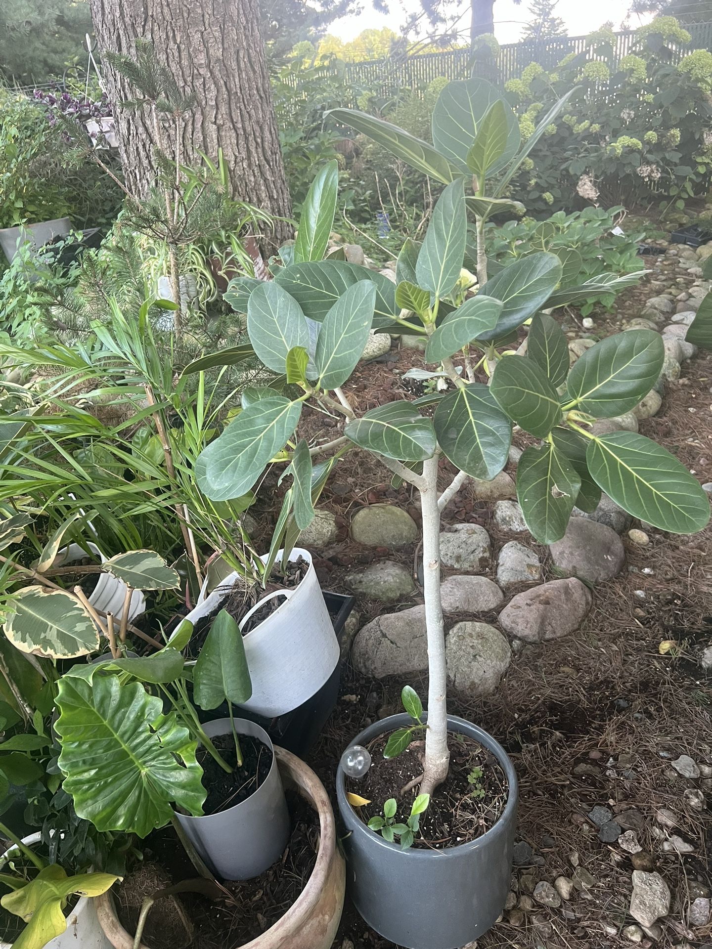 Topiary Ficus