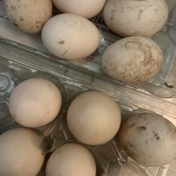 Duck Eggs 