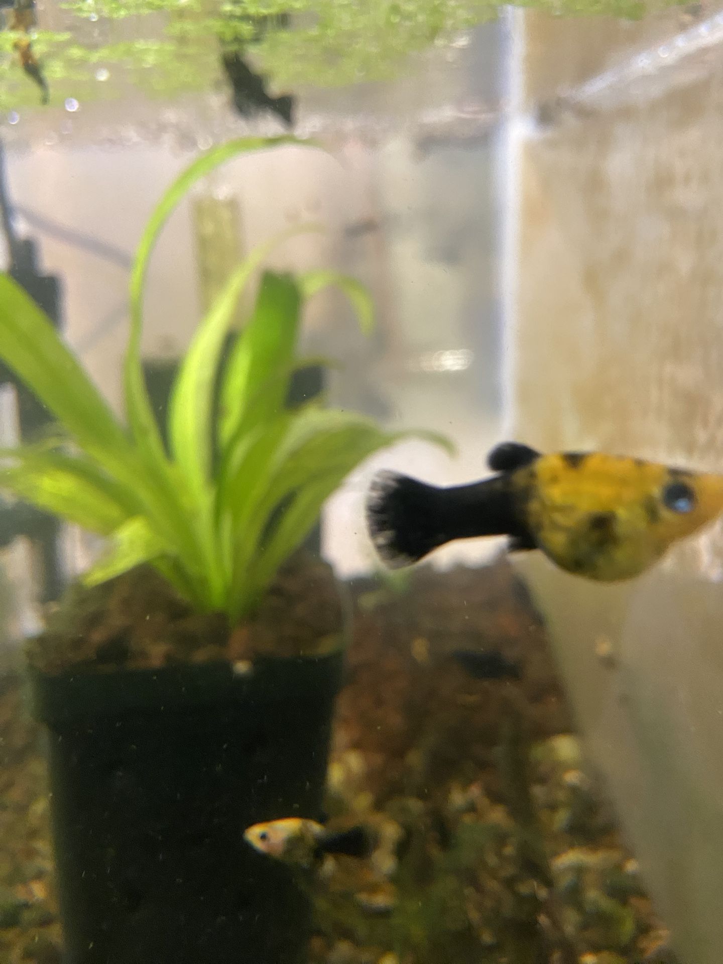 Fish Tank Decoration