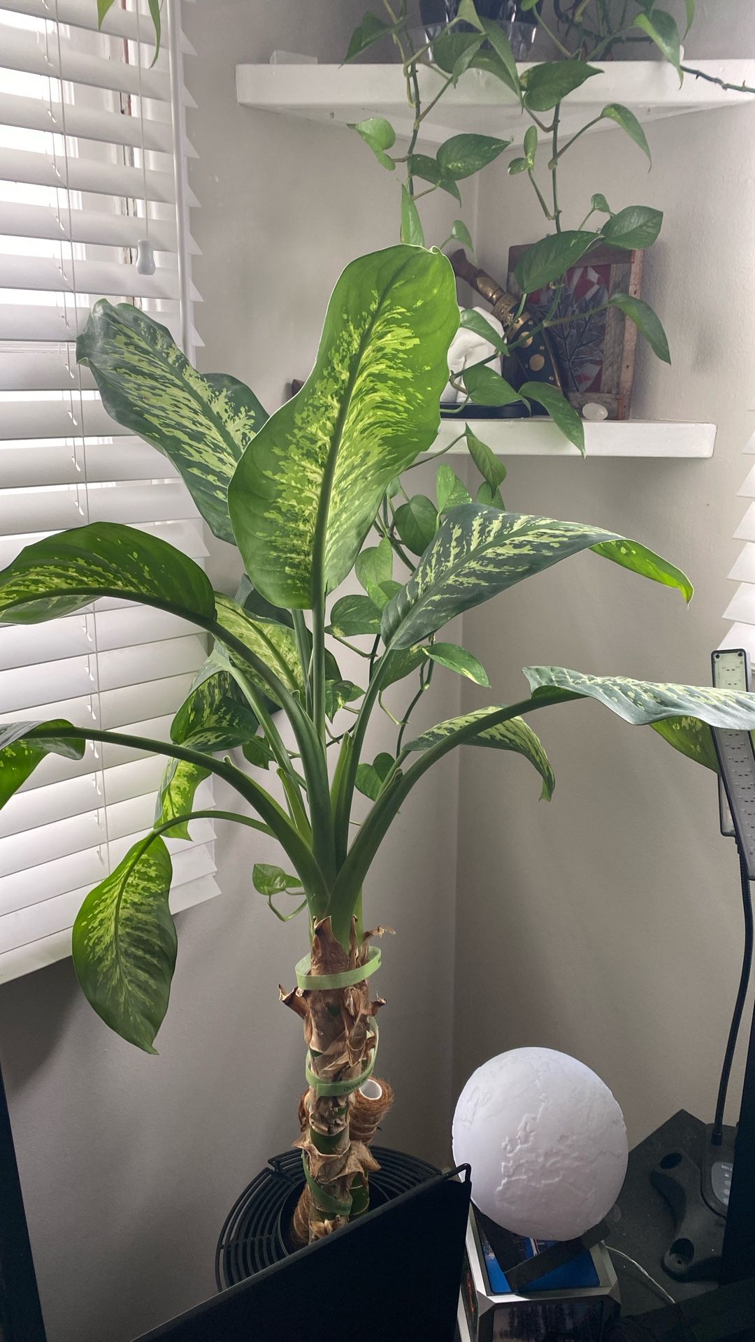 Dieffenbachia Plant with Black Pot