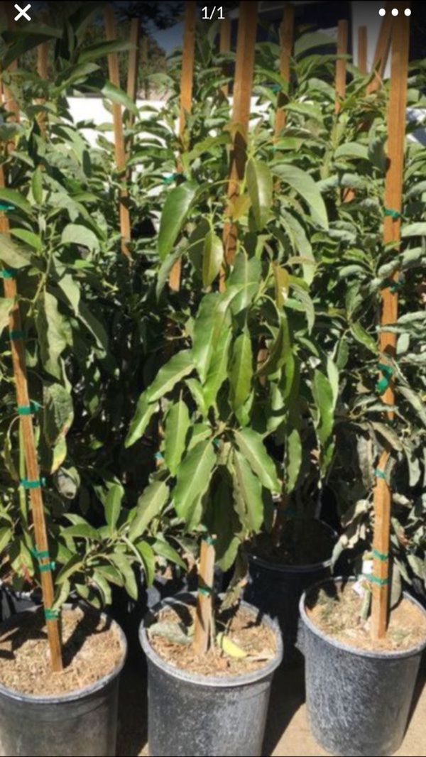 grafted avocado tree for sale