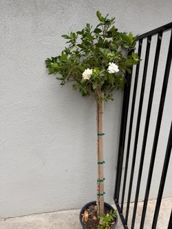Gardenia Tree