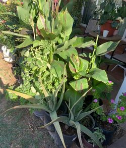 A whole wide array of plants
