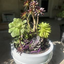 Large Beautiful Succulent Planter