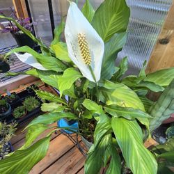 Peace Lily