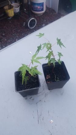 Japanese maples