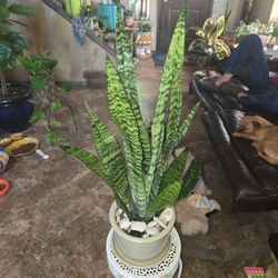 2ft 9in Sansevieria Snake Plants In New Ceramic Pot With Shells And Stones 