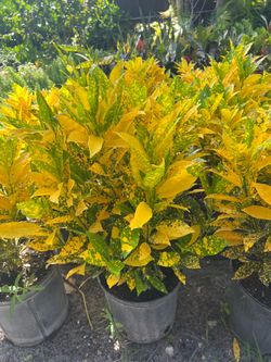 Crotón gold dust in 3 gls pot. SPECIAL PRICE 🤩