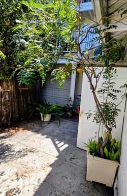 10 ft tall Brazilian Pepper tree with mature succulents around base