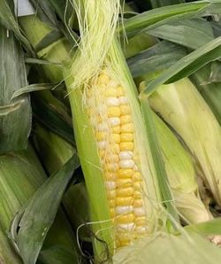 Sweet corn bushel, organic