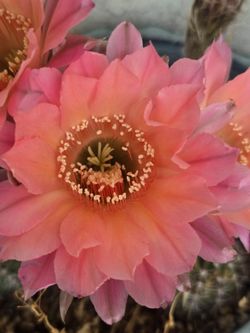 Easter Lilly Cactus Hybrid