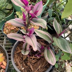 Beautiful Tradescantia Nanouk Plant