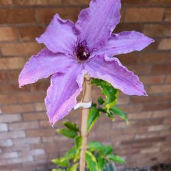 Clematis Vining Plant- First Lady