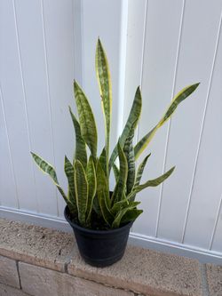 Snake plant