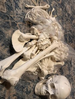 Human Anatomy skeleton