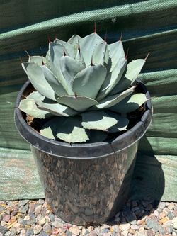 Large Whale Tongue Agave – Mature 🌵