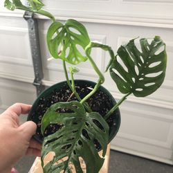 Swiss Cheese Monstera Wide Form