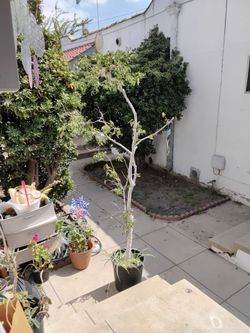 Tree plant
