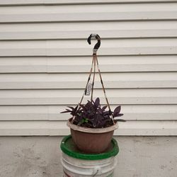 Purple heart 💜 plant