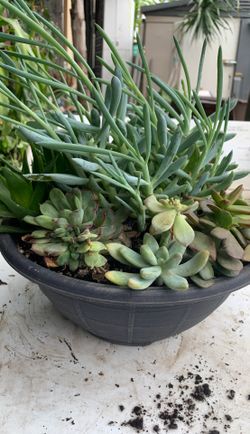 Plants