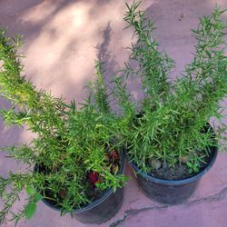 Big Rosemary Plants In 3gal Pot Only $10 Each 