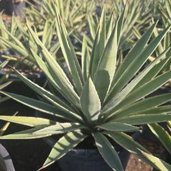 Agave Angustifolia V