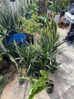 Lots of Plants Snake Plant,Jade Succulents,ZZ Plants,White & Tea Leaf,Stephanos, Big & Small Cactus