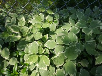 Bishop's Weed / ground cover