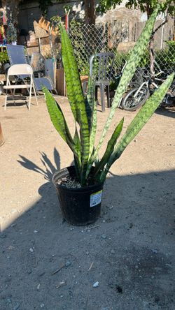 Snake Plant 
