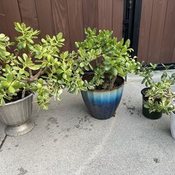 Jade plants