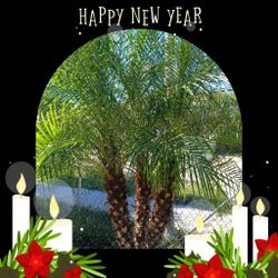 Triple Robellini 🌴 Palm Tree 25gl $150