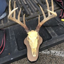 Deer Head