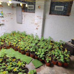 Citronella Mosquito Repellent Plants