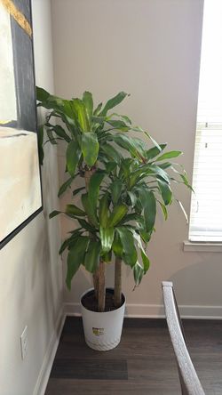 Plant